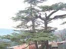 20041228_080319 * 2048 x 1536 * (892KB)