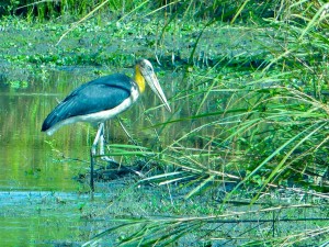 ytezpur (2)