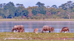 ytezpur (5)