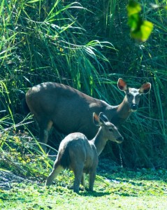 ytezpur (6)