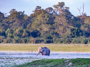 ytezpur (9)